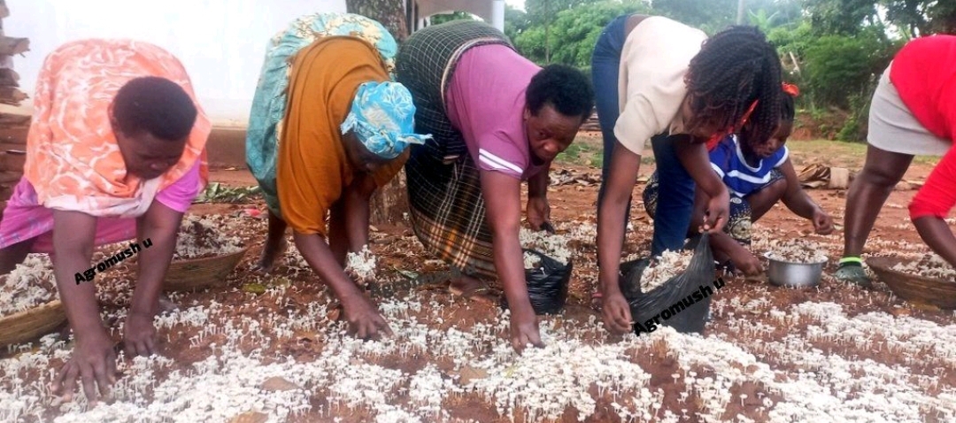 #Visit to Agromush Farm